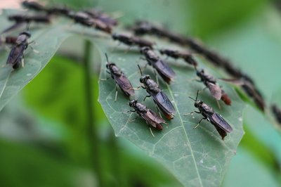 Todo lo que necesitas saber sobre acaricidas, larvicidas e insecticidas