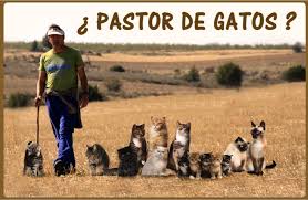 Talento Gatuno