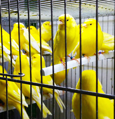Consejos para el transporte de aves