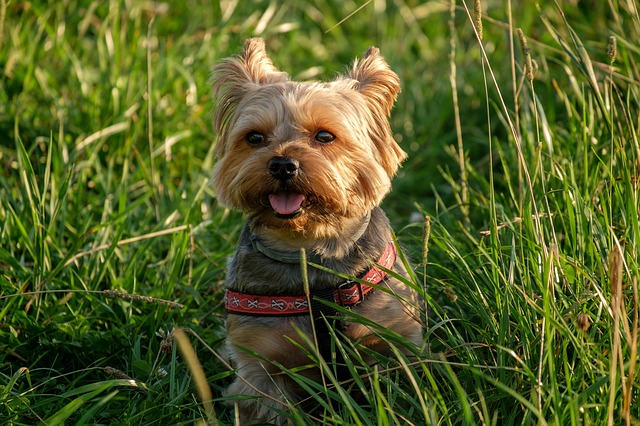 Planes para hacer con tu perro en Semana Santa y en Pascua