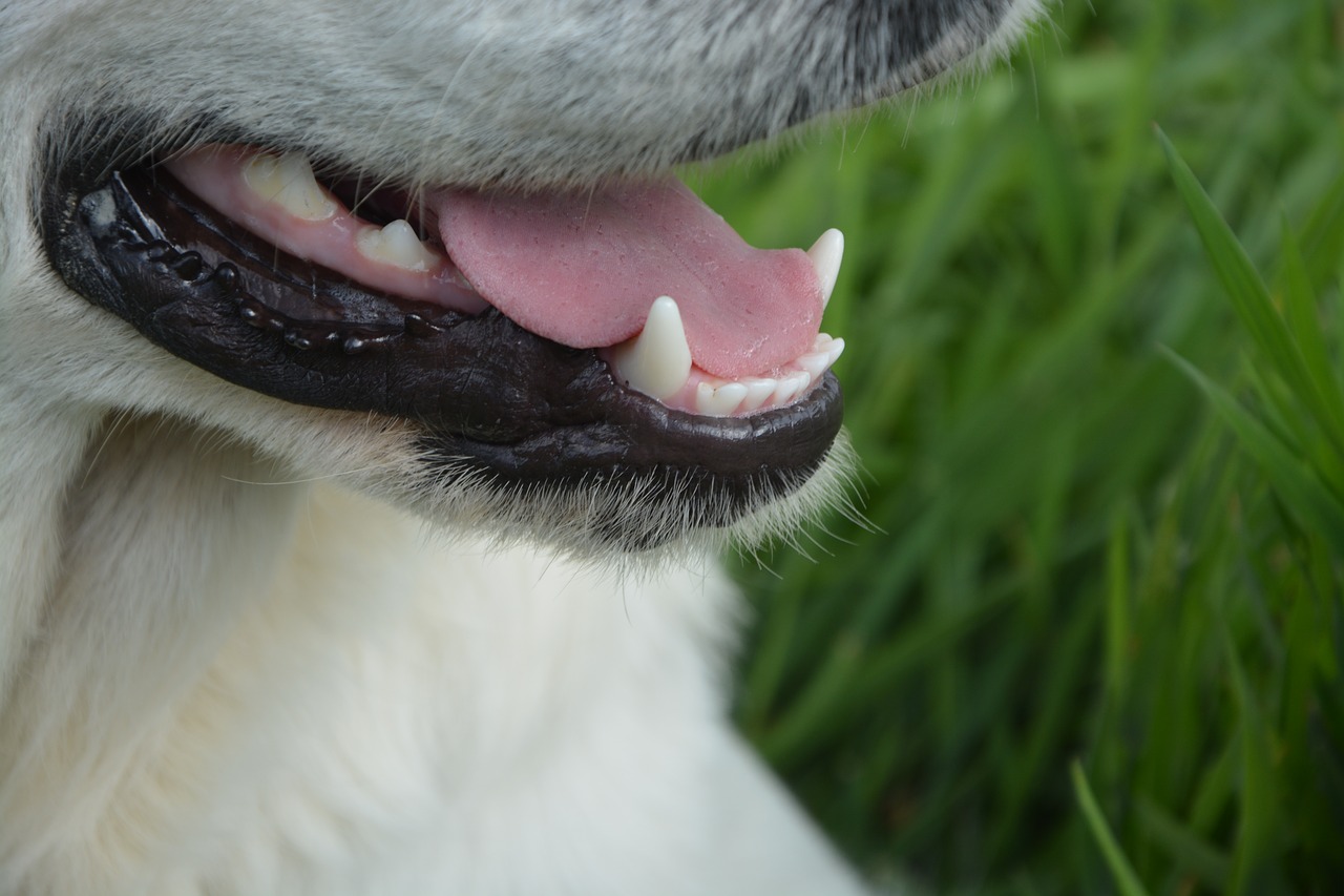 Cmo cuidar los dientes de nuestra mascota