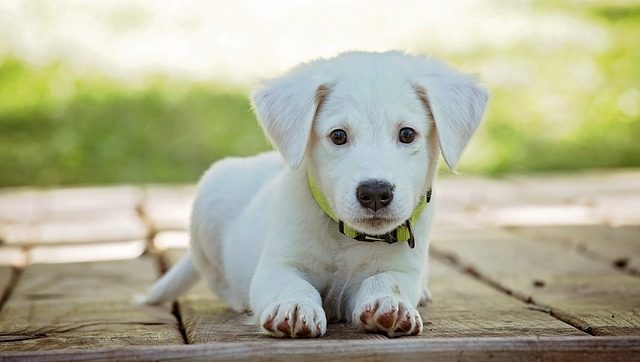 Cuestiones importantes a tener en cuenta  a la hora de adoptar un perro.