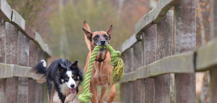 Por qu es necesario ponerle chip a tu perro?