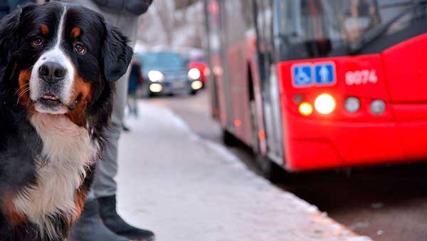 Cmo viajar con tu mascota en el autobs de la EMT de Valencia? - Tarjeta EMT Mascota.