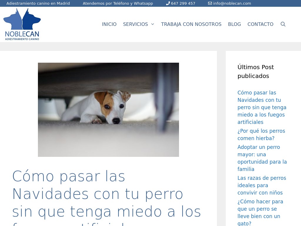 Navidades con tu perro: una soluci�n para el miedo a los fuegos artificiales